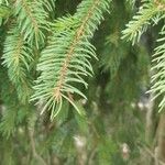 Picea abiesLeaf