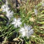 Dianthus arenarius ফুল