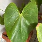 Anthurium faustomirandae Листок