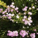 Androsace alpina Kvet
