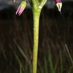 Primula clevelandii Flower