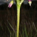 Primula clevelandii Blomst