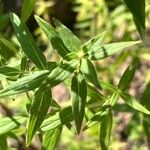 Pycnanthemum verticillatum Leaf