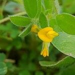 Anthyllis circinnata Blomst