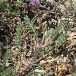 Astragalus echinatus Habit