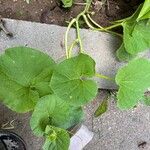 Cucumis melo Φύλλο