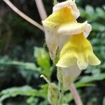 Antirrhinum latifolium Flor