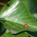 Hedera colchica برگ