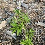 Lupinus argenteus Leaf