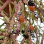 Rhipsalis neves-armondii Mbuma