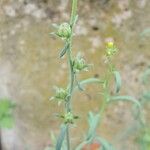 Linaria simplex Fruit