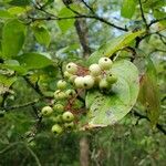 Cornus racemosa Frucht