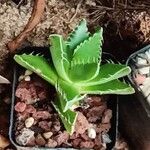 Faucaria tigrina ശീലം