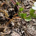 Arenaria ciliata Folla