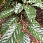 Minquartia guianensis Fuelha