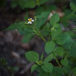 Bidens alba Hábitos