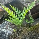 Polypodium interjectumLeaf