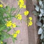 Rorippa austriaca Λουλούδι