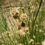 Scirpoides holoschoenus Other