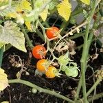 Solanum pimpinellifolium Plod