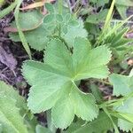 Alchemilla glabra Blad