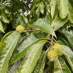 Castanea sativa Frunză