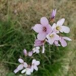 Cardamine crassifolia Flower