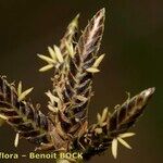 Cyperus laevigatus Fruit