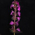 Pedicularis gracilis Yeri