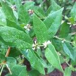 Polysphaeria multiflora Leaf