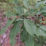 Ochna pulchra Leaf