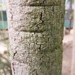 Faidherbia albida Rinde