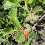 Grewia villosa Fruit