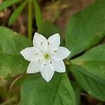 Lysimachia europaea Fleur