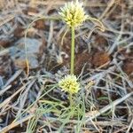 Cyperus niveus Кветка