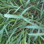 Elymus pungens Leaf