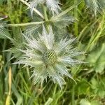 Eryngium giganteum Blüte