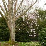 Magnolia dawsoniana Hàbitat