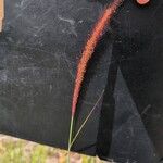 Setaria parviflora 花