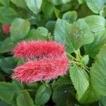 Acalypha hispidaBlodyn