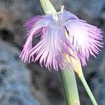 Dianthus austroiranicus Flor