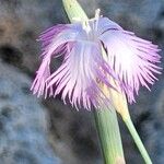 Dianthus austroiranicus