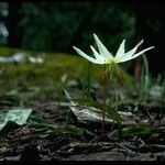 Erythronium citrinum Flower