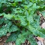 Arum italicum x Arum maculatum Hoja
