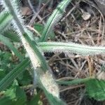 Echium albicans Hoja