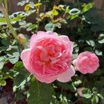 Rosa lucieae Квітка