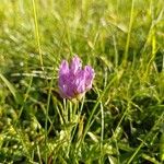 Astragalus danicus Blüte