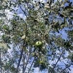 Sonneratia caseolaris Frucht