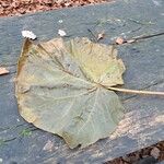 Paulownia tomentosaЛист