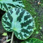 Begonia imperialis Leaf